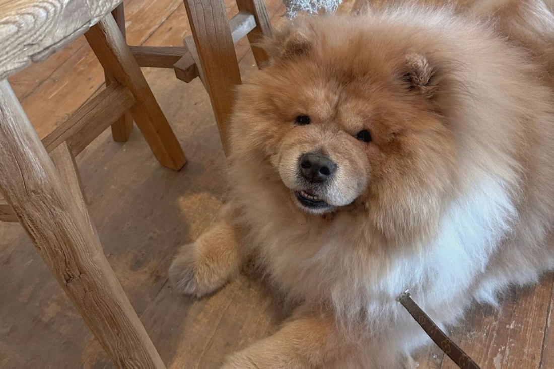 Are You Looking For Dog Friendly Cafes Nearby?